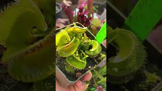 Dionaea muscipula GJ Montecore [upl. by Yanrahs]