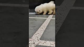 BICHON FRISE KENNEL  BICHON FRISE PUPPY  BICHON FRISE DOG PRICE bichonfrisé puppy [upl. by Idnahr]