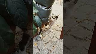 cat cute catlover funnycats fyp funnyvideo catlover catholic [upl. by Carlee276]