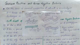 Gram positive and Gram negative bacteria Cell Wall of Gram positive and Gram negative bacteria [upl. by Assilav393]