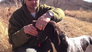 Hunting Dog Training  Reinforcing Retrieve and Hold [upl. by Agnizn]