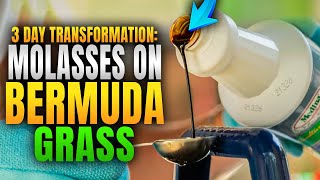 3 Day Transformation Molasses on Bermuda Grass [upl. by Kcirret]