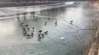 Fulica atra in Summer Palace [upl. by Blisse838]