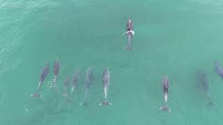 83024 Pod of Dolphins just outside the surfing lineup out in Ocean Beach San Diego by OB Pier [upl. by Saint979]