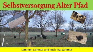 LämmerLämmer und noch mal Lämmer [upl. by Sonitnatsnoc]