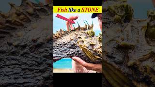 Most dangerous and poisoners stone fish shorts youtubeshorts [upl. by Ecinom]