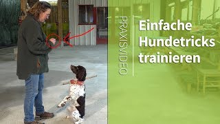 Einfache Hundetricks ► Männchen machen ► Praxisvideo [upl. by Nodarse]