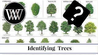 How to Identify a Tree By Leaf Bark and Fruit  Wood and Lumber Identification for Woodworking [upl. by Gilli]