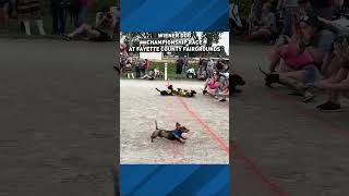 Annual Wiener Dog Championship Race at Fayette County Fairgrounds [upl. by Slade]