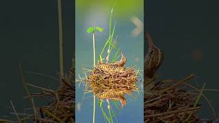 Cute bird making nest birds youtubeshorts [upl. by Neyuq]