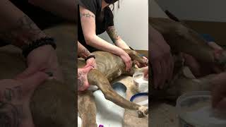 Venipuncture Lateral Saphenous Dog [upl. by Dreda950]