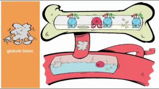 La moelle osseuse [upl. by Atinrahc]