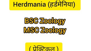 Herdmania हर्डमेनिया BSC Zoology  MSC Zoology  Prectical [upl. by Leda]