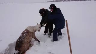 Rescuing a reindeer trapped in snowcovered swamp [upl. by Nemzzaj420]