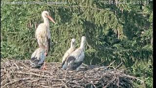 Livestream  Storchennest in Siedenlangenbeck [upl. by Horan]