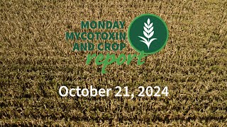 Monday Mycotoxin and Crop Report for October 21 2024 [upl. by Yrrag]