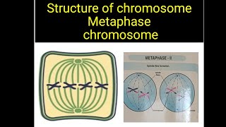 Metaphase chromosome  st of chromosome  Msc Botany neet tgt pgt  medical entrance [upl. by Jump]