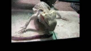 Bearded Dragon Eats A Giant Nightcrawler Worm [upl. by Ronica]