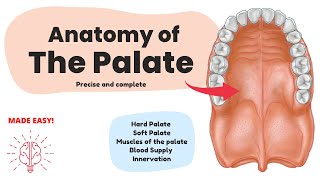 Anatomy of the Palate Short amp Complete  Human Anatomy [upl. by Earleen]