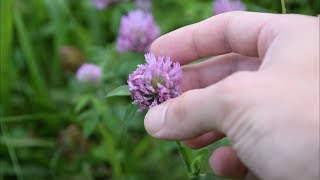 5 Medicinal Plants And Herbs You Can Find In Your Yard [upl. by Olette183]