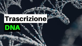 Un DOGMA nella BIOLOGIA La trascrizione del DNA nei procarioti e negli eucarioti [upl. by Gibun95]