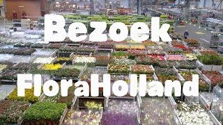 Bezoek bij bloemenveiling FloraHolland Naaldwijk [upl. by Willdon]