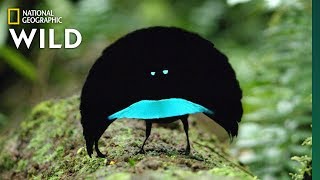 Rare Footage of New Bird of Paradise Species Shows Odd Courtship Dance  Nat Geo Wild [upl. by Christianity]