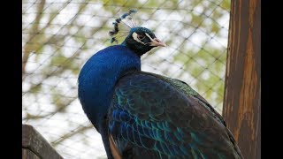 Peacock Call HD [upl. by Gamber]