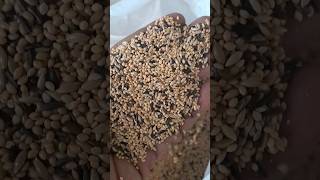 finch birds seed mix [upl. by Anrahc40]