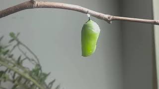 Caterpillar to Chrysalis time lapse Monarch butterfly [upl. by Leagiba256]