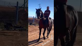 الخيل tbourida cheval fantasia concours [upl. by Ives]