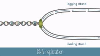 DNA Replication [upl. by Sivrad]