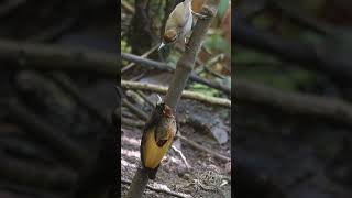 Courtship of Magnificent birdofparadise  4k  West Papua birdsofparadise [upl. by Fugere]