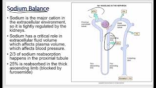 Renal Physiology  Reabsorption Secretion and Excretion [upl. by Bourke]