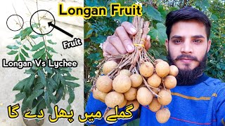 Longan Fruit Tree  Longan vs Lychee  Which is Better for Container Gardening  Rare Garden [upl. by Malorie]