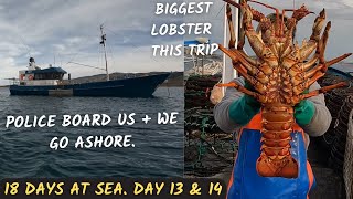 Our biggest Lobster YET Police and injured Crew Day 12 amp 13 North East of Tasmania [upl. by Steady379]