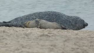 Dänemark 240924 25 Grenen robbe seal wildlife nature animals wildanimals [upl. by Ecraep800]