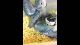 How to Hand Feed Blue and Gold macaw Babies [upl. by Siegfried]