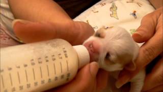 How To Care For Orphan Puppies Chihuahuas [upl. by Uohk]