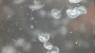 Life cycle of a moon jellyfish aurelia aurita [upl. by Sokcin]