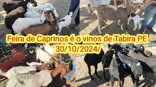 Feira de Caprinos é o vinos de Tabira PE 30102024 [upl. by Zeuqirdor]