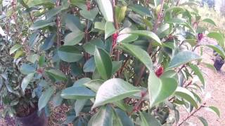 Big Plant Nursery  Photinia x fraseri Red Robin [upl. by Pheni466]