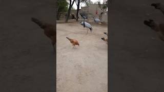 Demoiselle crane bird youtubeshorts villagelife shortsvideo shortfeed humtv [upl. by Nnainot]