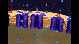 Resting Membrane Potential [upl. by Anayrb629]