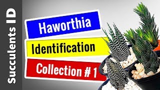 SUCCULENT TYPES  HAWORTHIA Collection 1  Succulent Identification [upl. by Maryjo]