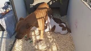 42ème vidéo Maman Pégaze et ses Chiots Staffordshire Bull Terrier de la 57ème Portée de STAFFORDLAND [upl. by Eirolav307]