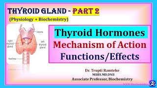 2 Thyroid Hormones Mechanism of Action and Functions  Thyroid Gland  Physiology Biochemistry [upl. by Amatruda]