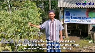 Testimoni Petani Sayuran Mengenai Curacron [upl. by Gabi135]