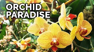 Secret Orchid Care Tips from a Master Orchid Grower [upl. by Henson]