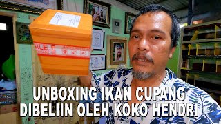 UNBOXING IKAN CUPANG DI BELIIN KOKO HENDRI [upl. by Snah]